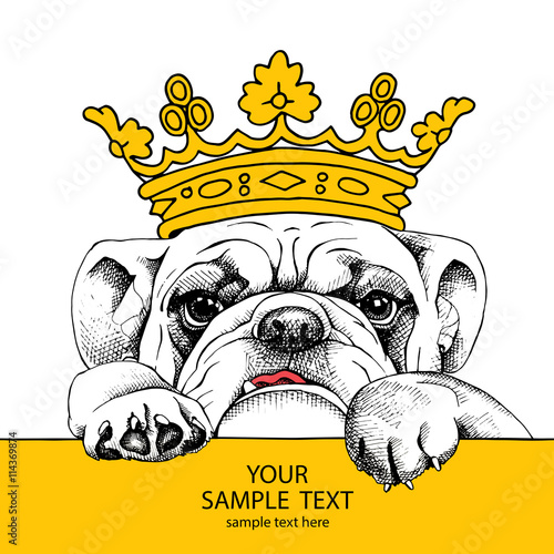 The poster of portrait bulldog in the crown. Vector illustration.