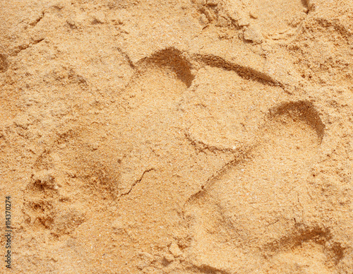 Texture of beach sand background