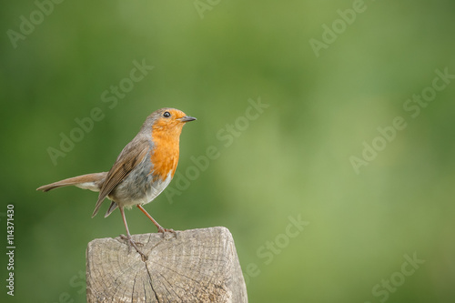 Robin on a post © Natureimmortal