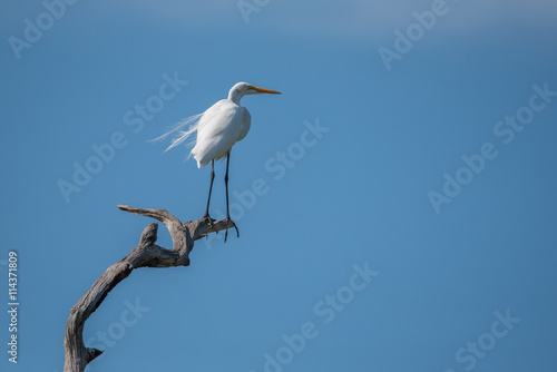 Great Egret / Great Egret on dead branch against a blue sky