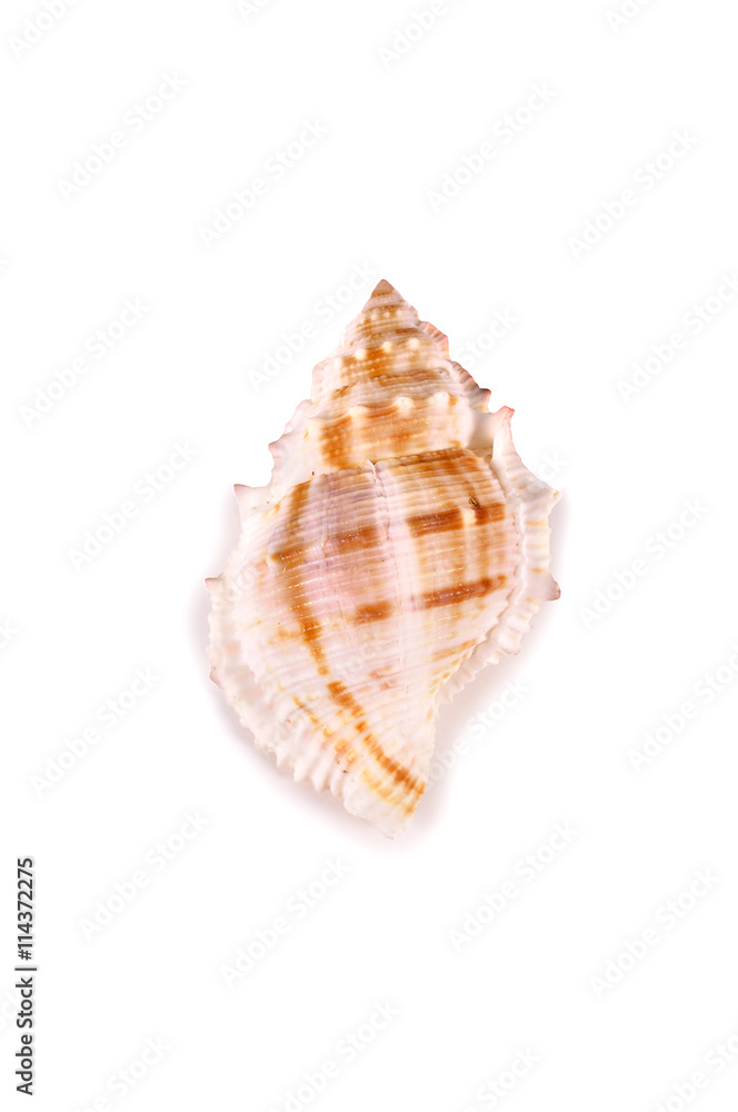 shells close up isolated on white background