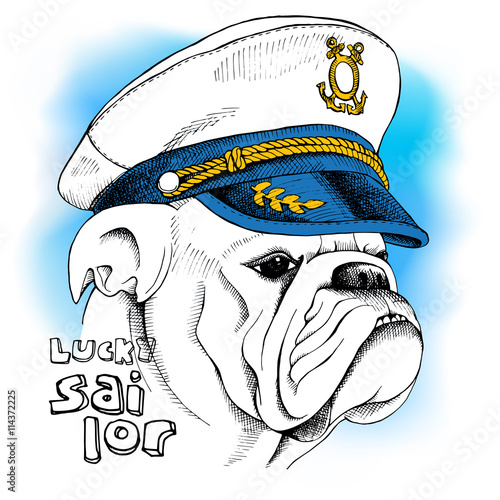 Image of portrait a dog bulldog in a sailor's cap. Vector illustration.