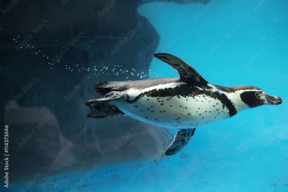 Obraz premium Zbliżenie pływa pingwina pod wodą