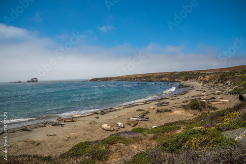 Fototapeta Naklejka Na Ścianę i Meble -  Elephant Seals Along the coastline of the California Coastline Pacific Highway 1