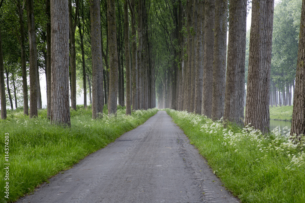 Obraz premium Forrest