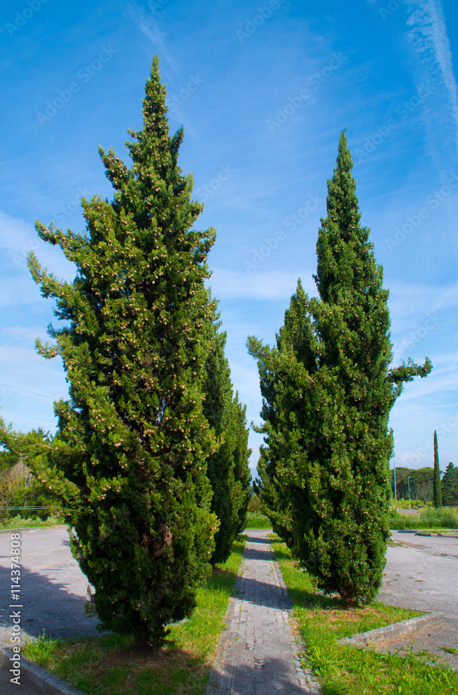 cypress avenue, symbol of the Tuscan