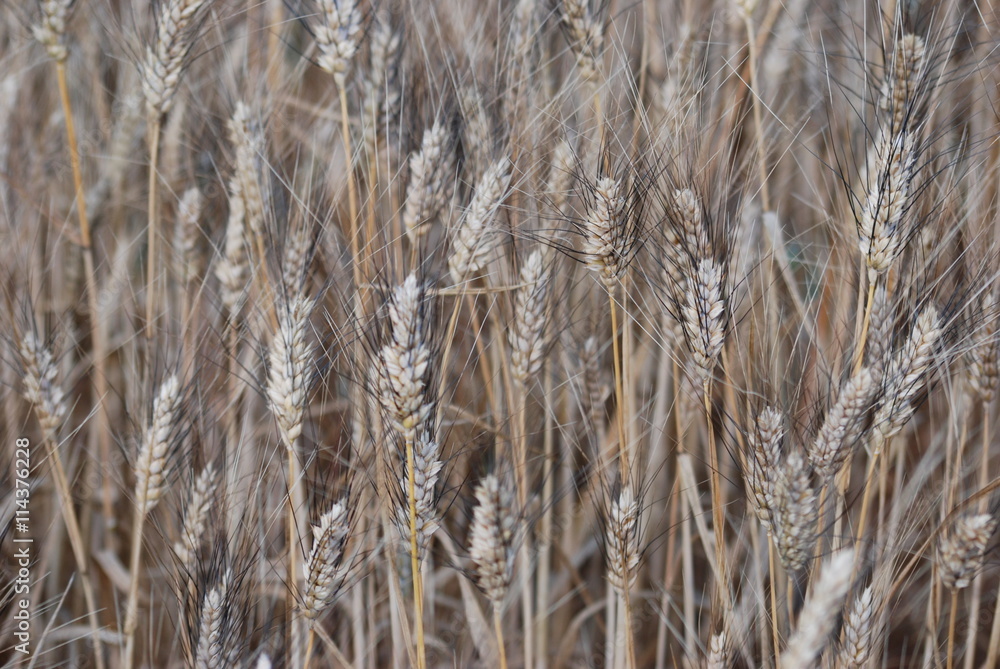 Fototapeta premium ble