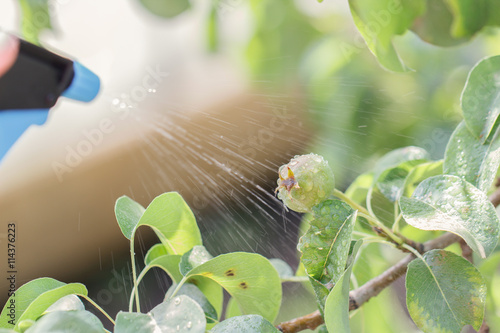 pear tree spraying against pests