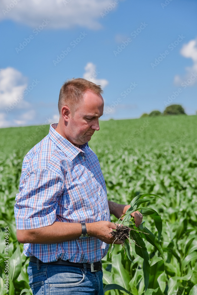 Fototapeta premium Ackerbau, Landwirt im Maisfeld mit Maispflanze