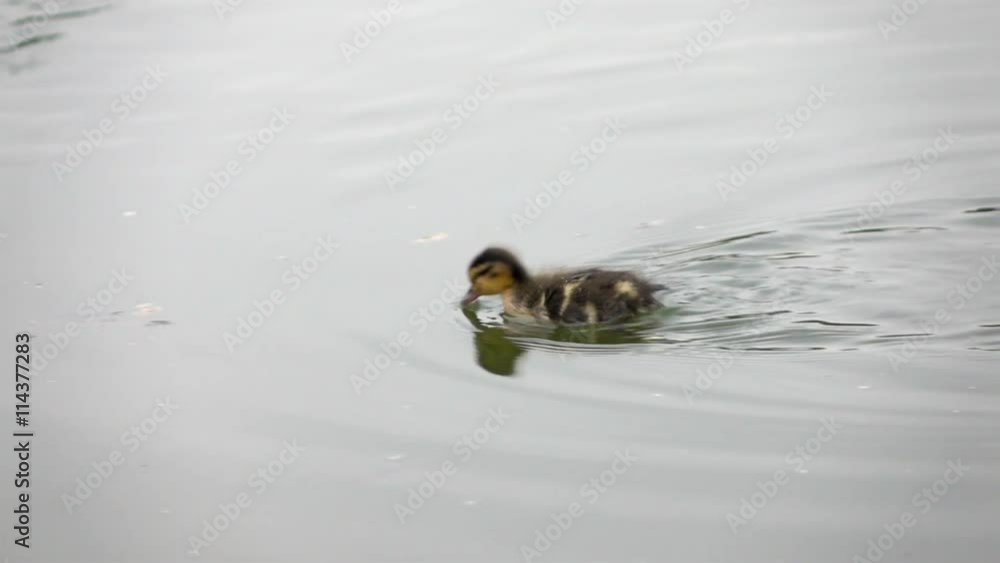 Newborn duckling swimming on the pond and feeding. Adorable closeup wild nature scene in slow motion. Full HD footage 1920x1080
Newborn duckling swimming on the pond and feeding. Adorable closeup wild nature scene in slow motion. Full HD footage 1920x1080