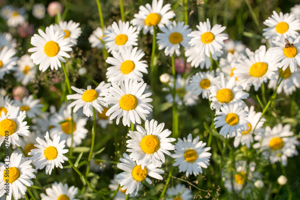 daisies in a meadow on a Sunny day