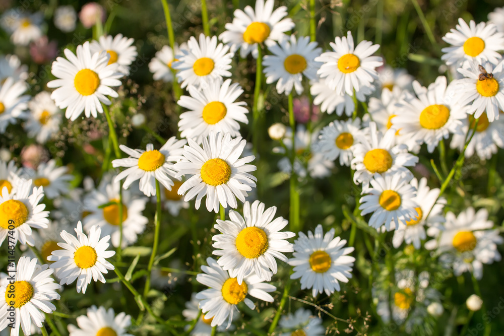 daisies in a meadow on a Sunny day daisies in a meadow on a Sunny day