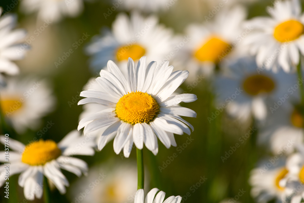 daisies in a meadow on a Sunny day daisies in a meadow on a Sunny day