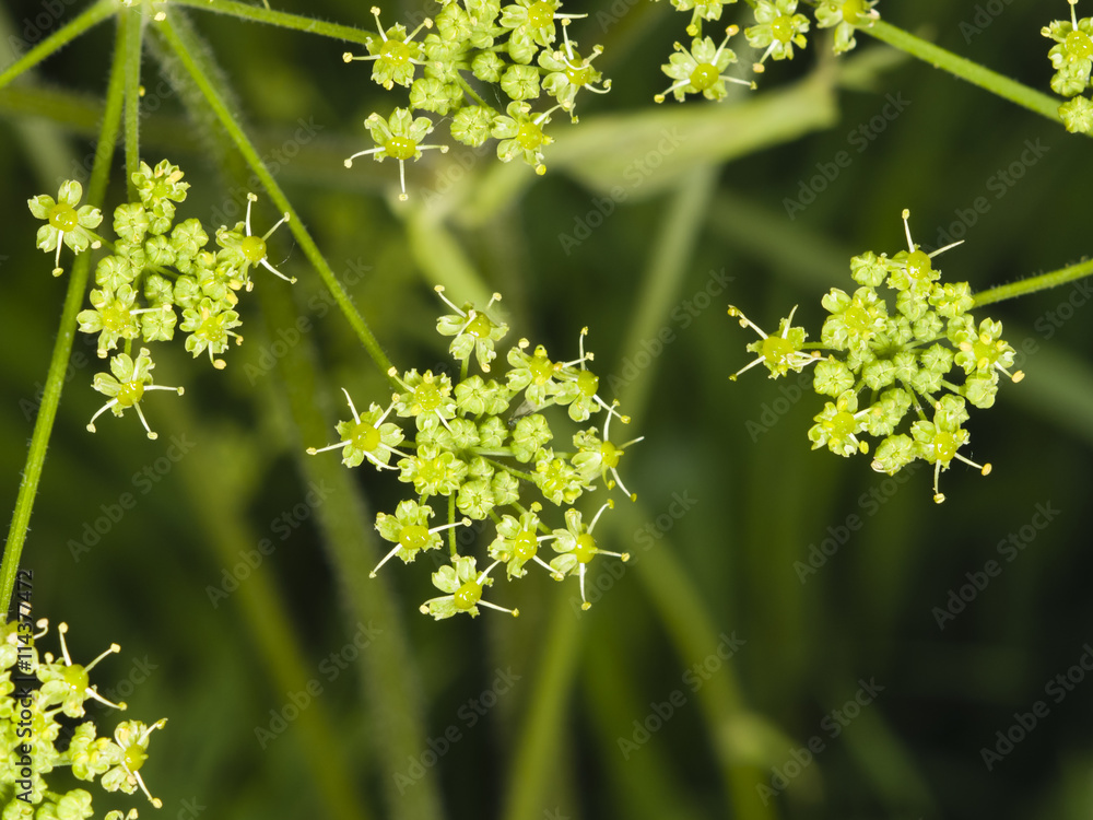 Flowers and buds on blooming Siberian Hogweed, Heracleum sibiricum, macro, selective focus, shallow DOF Flowers and buds on blooming Siberian Hogweed, Heracleum sibiricum, macro, selective focus, shallow DOF