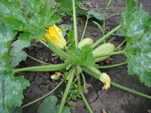 Wallpaper Mural zucchini Torontodigital.ca