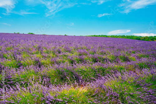 Scenic View of Blooming Bright Purple Lavender Flowers Field in 