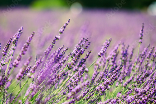 Lavender Flowers in Provence  France. Summer season