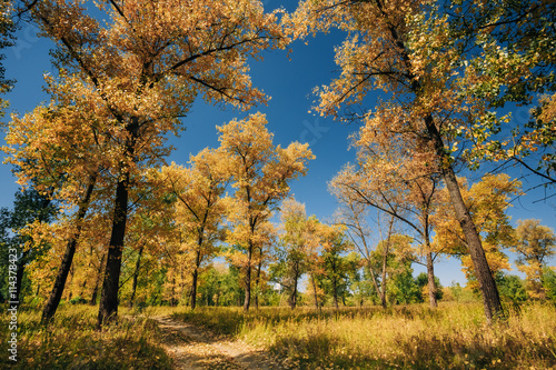 Sunny Day In Autumn Sunny Forest Trees, Green Grass. Nature Wood