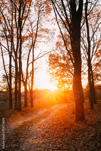 Winding Countryside Road Path Walkway Through Autumn Forest. Sun