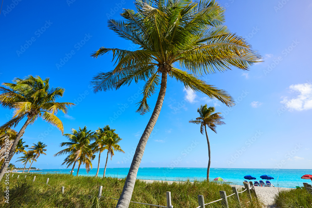 Fototapeta premium Key west florida Smathers beach palm trees US