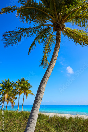 Key west florida Smathers beach palm trees US