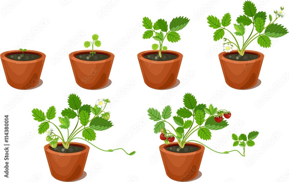Growth stages of strawberry plant in flowerpots