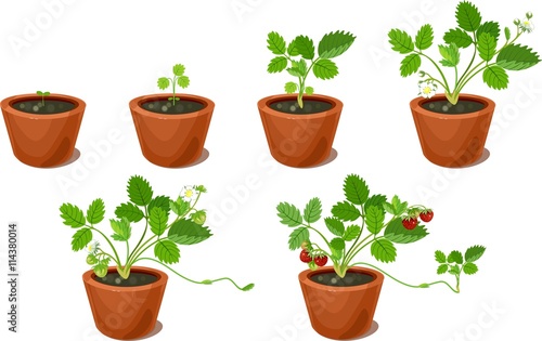 Growth stages of strawberry plant in flowerpots