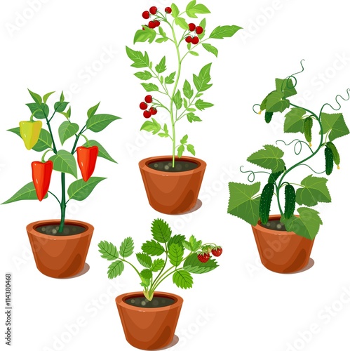 set of vegetable crops in flowerpots