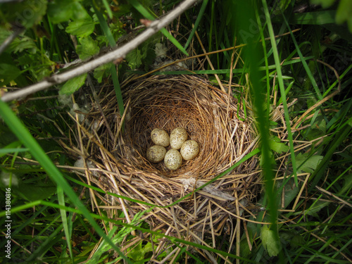 Five little mottled eggs of forest birds are in beautiful made the nest under the bushes.