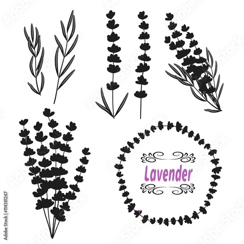 Set of lavender. Hand drawn bunch of lavender, lavender flowers and leaves separatly. Black silhouettes isolated on white. Vector illustration.