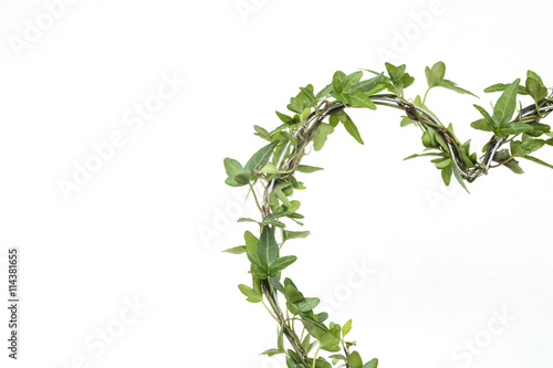 Ivy plant with shape of a heart with white isolated background