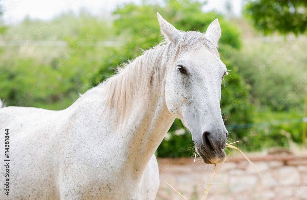 Fototapeta premium Close-up of a white horse