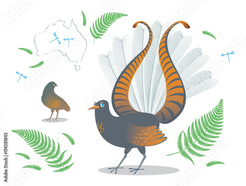 Detail drawn colored Australian bird Lyrebird performs ritual of courtship the female, tail in the shape of a lyre, isolated background, cartoon branches ferns, dragonflies and silhouette continent.