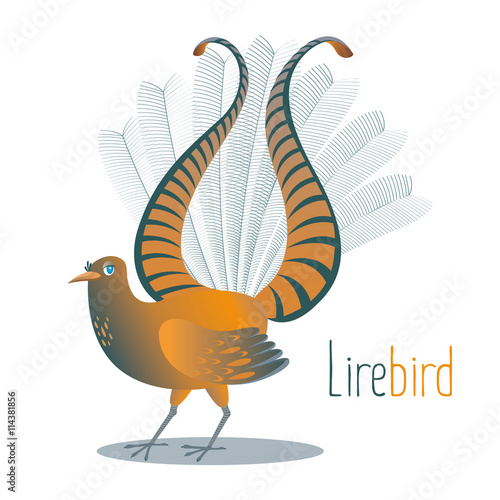 Australian national bird Lyrebird dismissed the tail in the shape of a lyre for courtship. Colored detailed cartoon image of the ancient and now living animal - tropical birds.