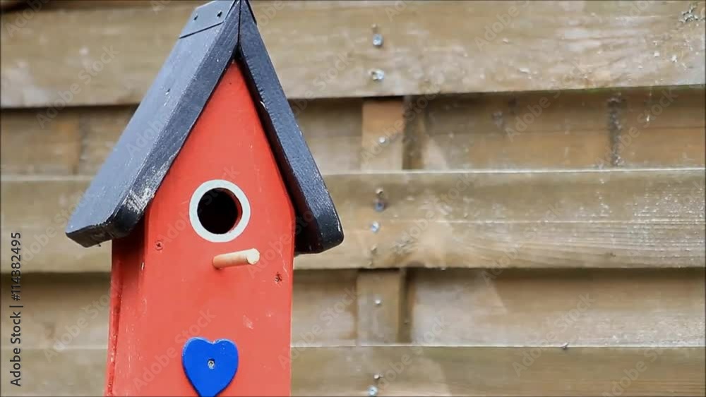 blue tit bird flying in nesting box
blue tit bird flying in nesting box