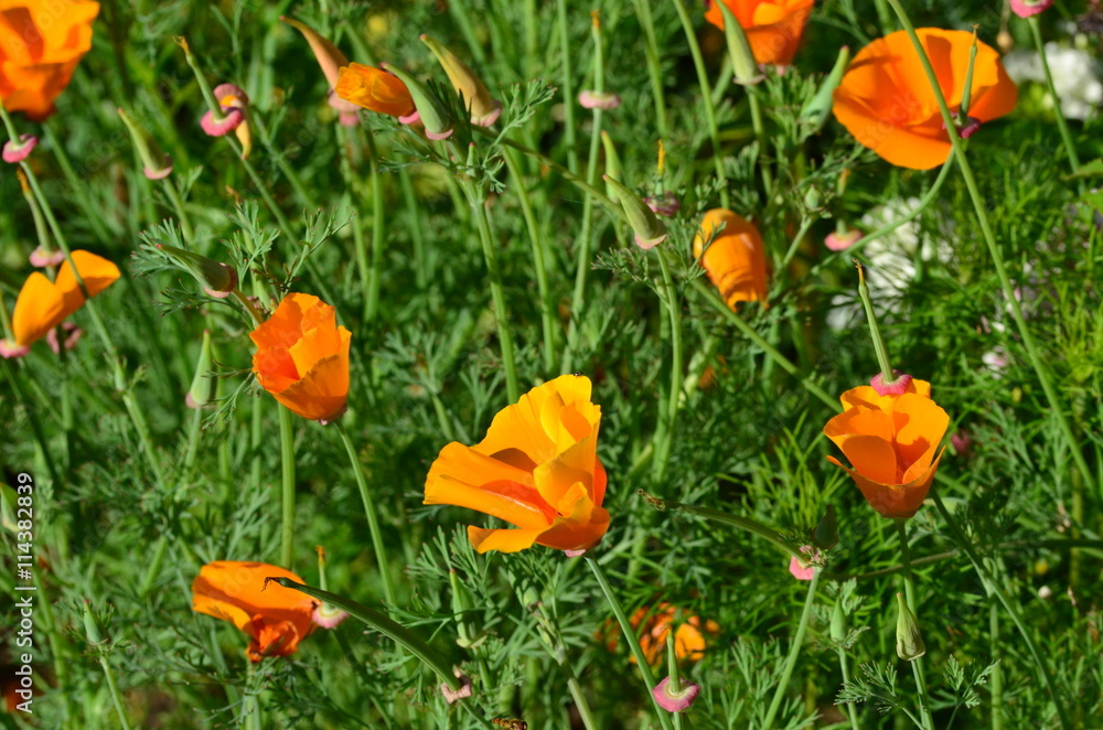 Goldmohn Goldmohn
