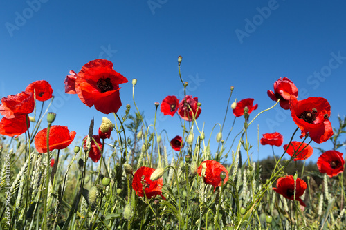 red poppies on green field and sky