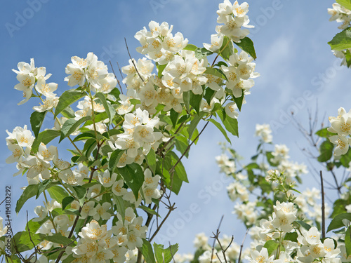 Pfeifenstrauch, Philadelphus photo