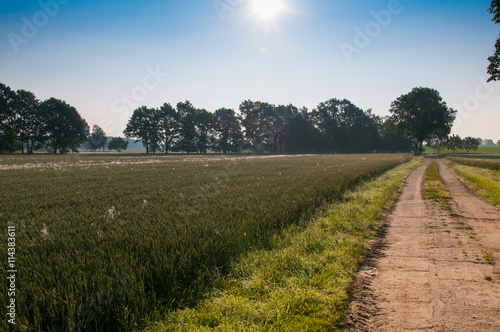 Fototapeta Naklejka Na Ścianę i Meble -  Country road through the fields
