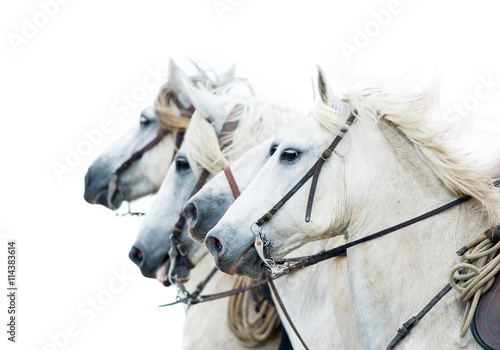 camargue white horses isolated on white portrait