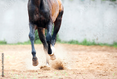 horse gallop legs closeup