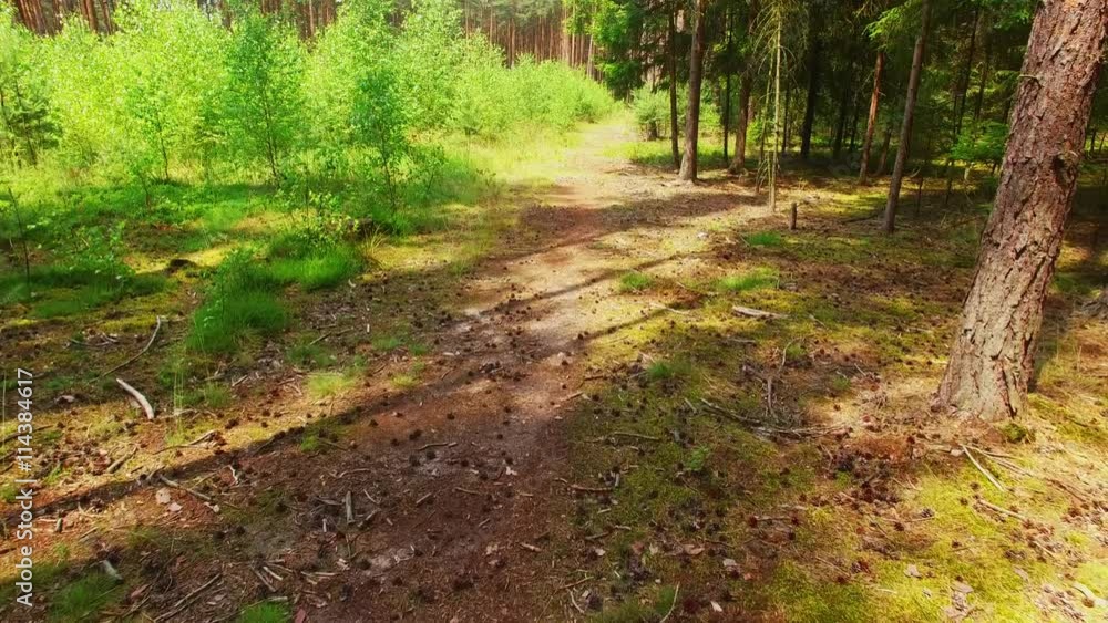 Camera flight over summer forest. Hot day among pine trees. National park Slavkovsky Les, Czech Republic, Europe. Camera flight over summer forest. Hot day among pine trees. National park Slavkovsky Les, Czech Republic, Europe.