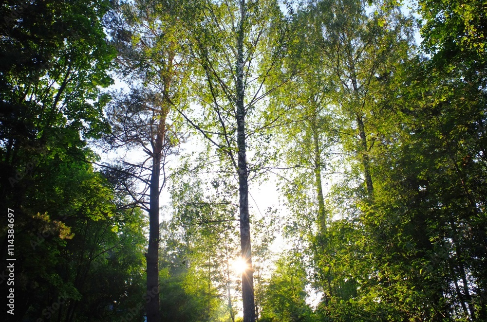 Obraz premium Sunrays through heart shaped foliage