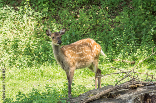 Fototapeta Naklejka Na Ścianę i Meble -  Rotwild