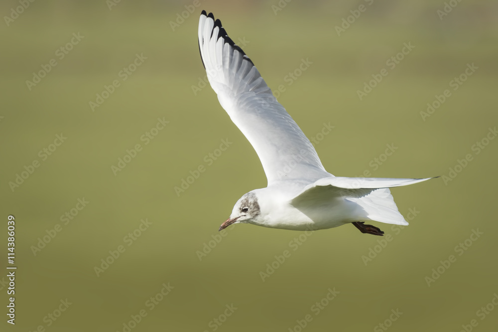 Black-headed gull, Chroicocephalus ridibundus, flying Black-headed gull, Chroicocephalus ridibundus, flying