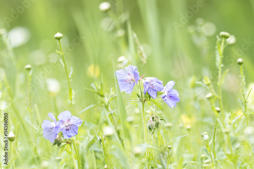 meadow geranium blue flowers in a meadow