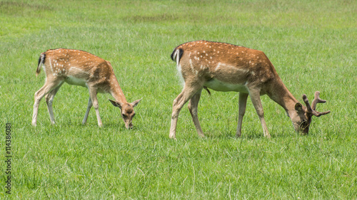 Fototapeta Naklejka Na Ścianę i Meble -  Rotwild