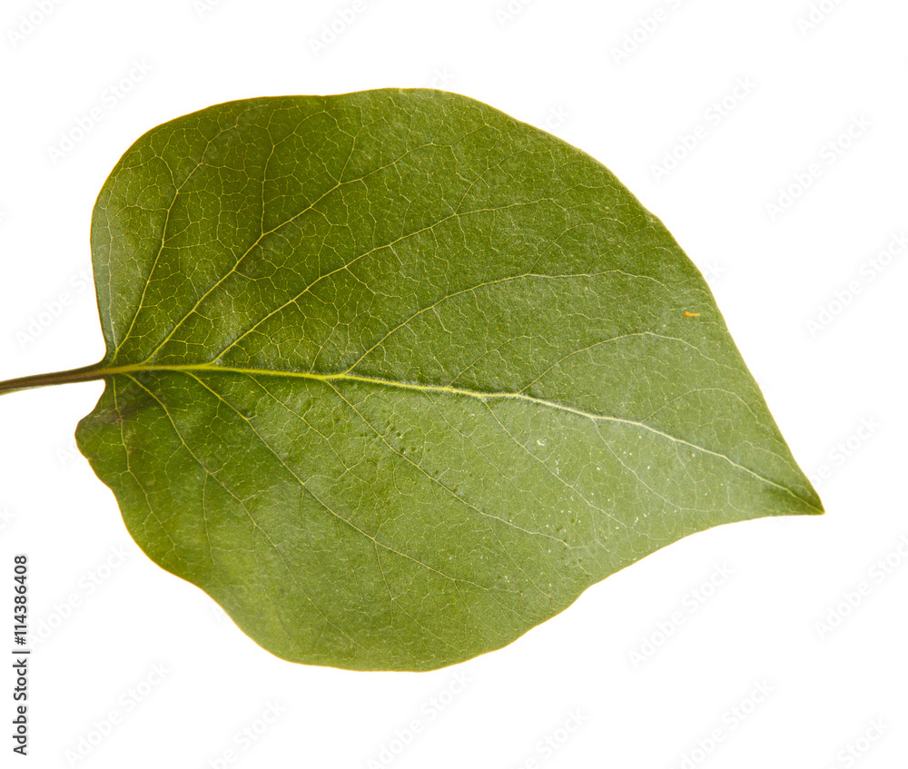 Obraz premium green leaf lilac. isolated on white background