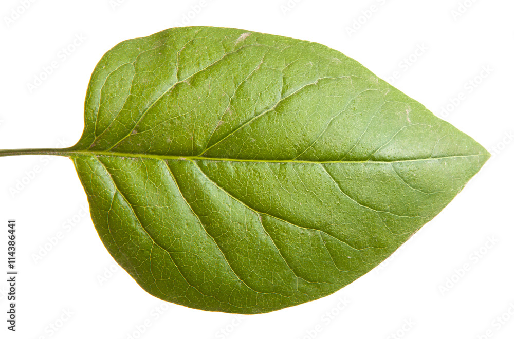 Obraz premium green leaf lilac. isolated on white background