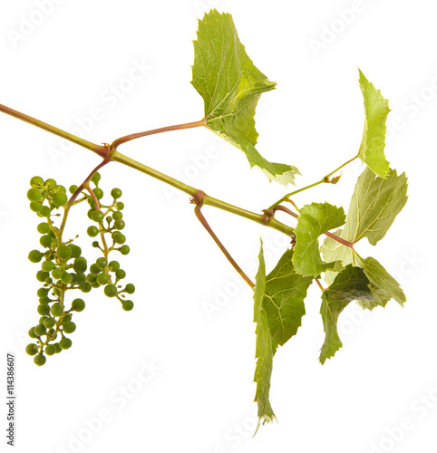 young grapes on a vine with leaves. isolated on white background